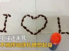 越南男子用蟑螂告白遭拒 网友：注孤生!