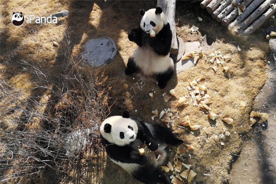 大熊猫认脸app