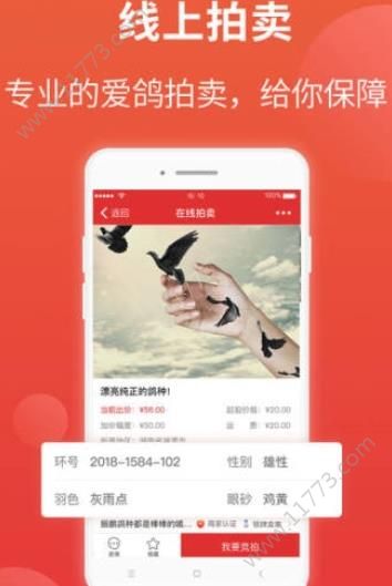 搜鸽天下查成绩app