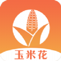 玉米花app