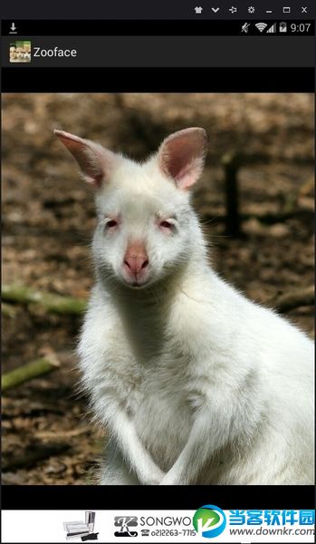 Zooface