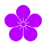 紫梅魔盒