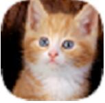 小猫视频i播放器软件最新官方版下载v1.0.5免费版