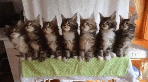 抖音五只猫摇头的动态图片分享：一排小猫摇头表情包[多图]图片1