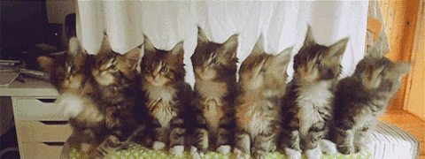 抖音五只猫摇头的动态图片分享：一排小猫摇头表情包[多图]图片3