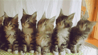 抖音五只猫摇头的动态图片分享：一排小猫摇头表情包[多图]图片2